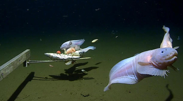 일본 해저 8336ｍ에서 심해어가 촬영돼 가장 깊은 바닷속에서 발견된 물고기로 기록됐다. 민더루-UMA 심해연구센터 제공